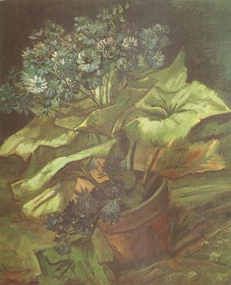 Vincent Van Gogh Cineraria in a Flowerpot (nn04) oil painting image